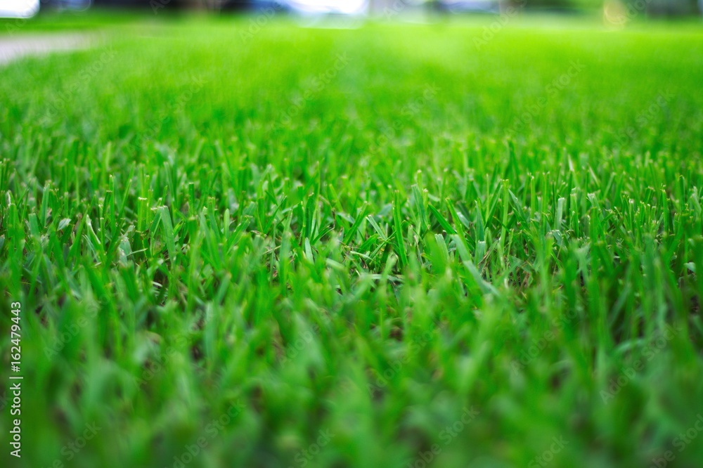 View of the world from a ground level highlighting the grass shot during daylight