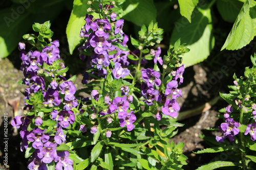 Purple Angelonia angustifolia in summer, Italy