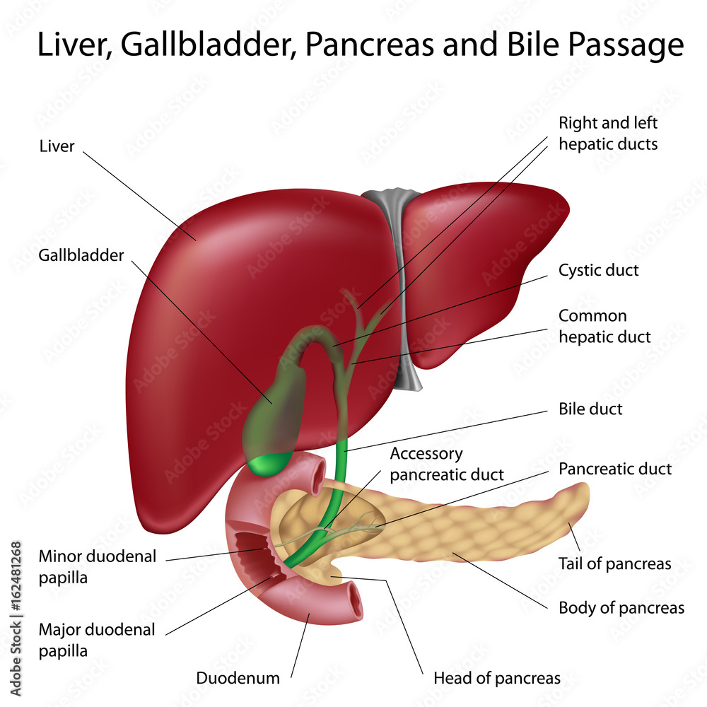 Liver, gallbladder and bile ducts Stock Illustration | Adobe Stock