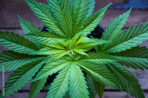 Fototapeta Naklejka Na Ścianę i Meble -  seedling of cannabis in planting pot