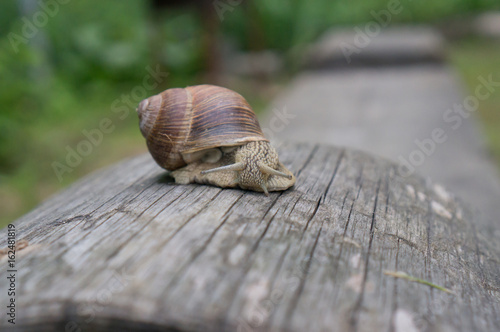 Garden snail on an old log