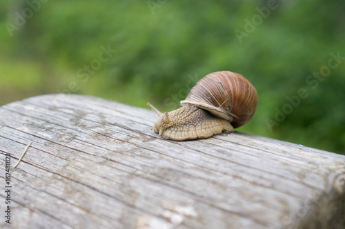 Garden snail on an old log