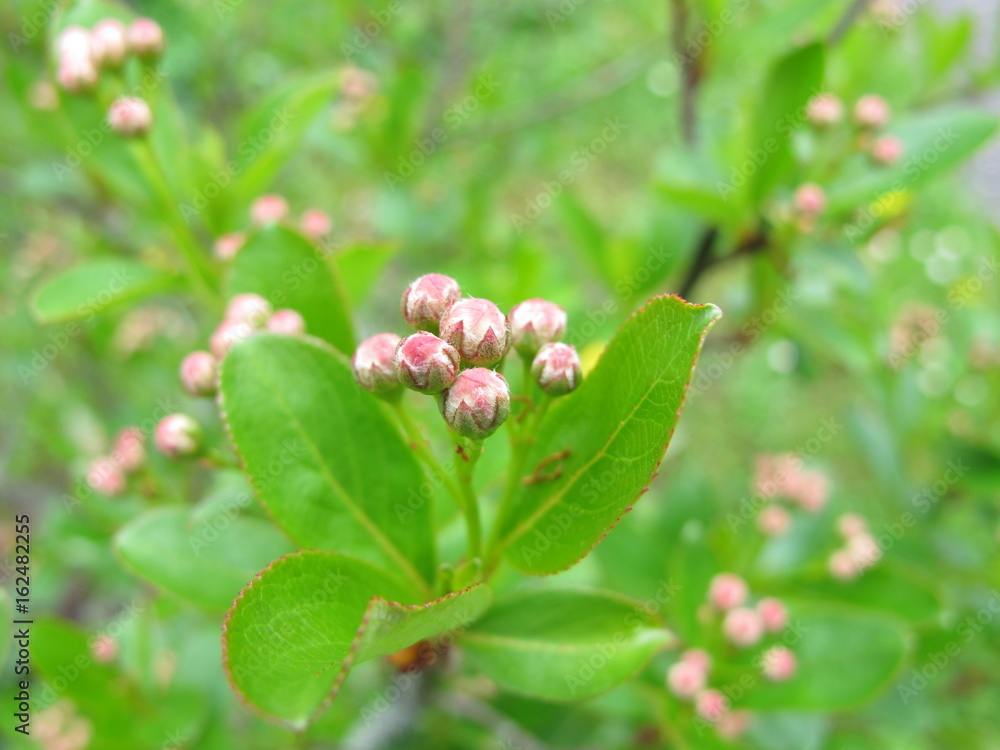Schwarze Apfelbeere mit Blütenknospen, Aronia melanocarpa Schwarze Apfelbeere mit Blütenknospen, Aronia melanocarpa