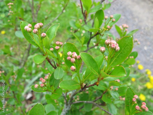 Schwarze Apfelbeere mit Bl  tenknospen  Aronia melanocarpa