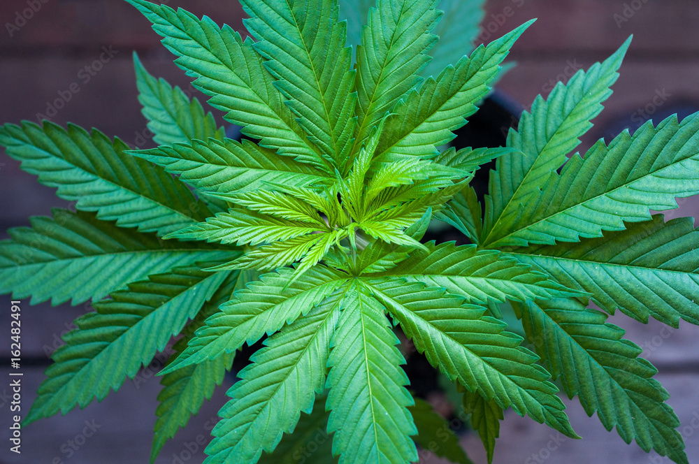 seedling of cannabis in planting pot seedling of cannabis in planting pot