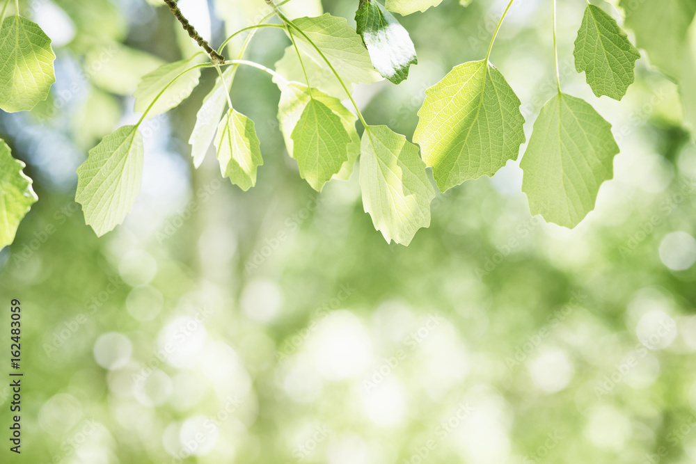 Beautiful spring nature background with poplar foliage Beautiful spring nature background with poplar foliage