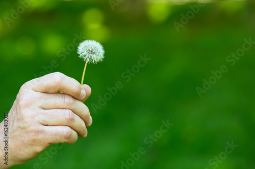 Fototapeta Naklejka Na Ścianę i Meble -  Dandelion flower over vivid green grass background. Man holding white dandelion ready to blow. Summer dandelion in man's hand against nature park outdoor.