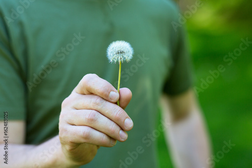 Fototapeta Naklejka Na Ścianę i Meble -  Dandelion flower over vivid green grass background. Man holding white dandelion ready to blow. Summer dandelion in man's hand against nature park outdoor.