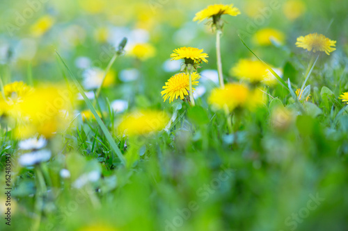 Fototapeta Naklejka Na Ścianę i Meble -  Dandelions on vivid green grass with chamomiles. Summer nature outdoor with yellow dandelions and white daisy