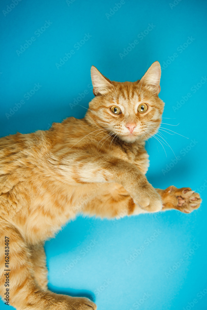 Red adorable cat with curious look on blue background.