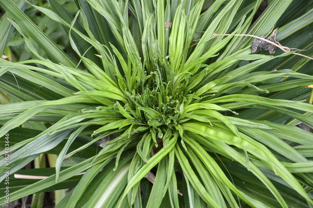 Pandanus amaryllifolius plant in nature garden Pandanus amaryllifolius plant in nature garden