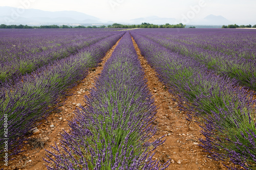 lavandes en Provence