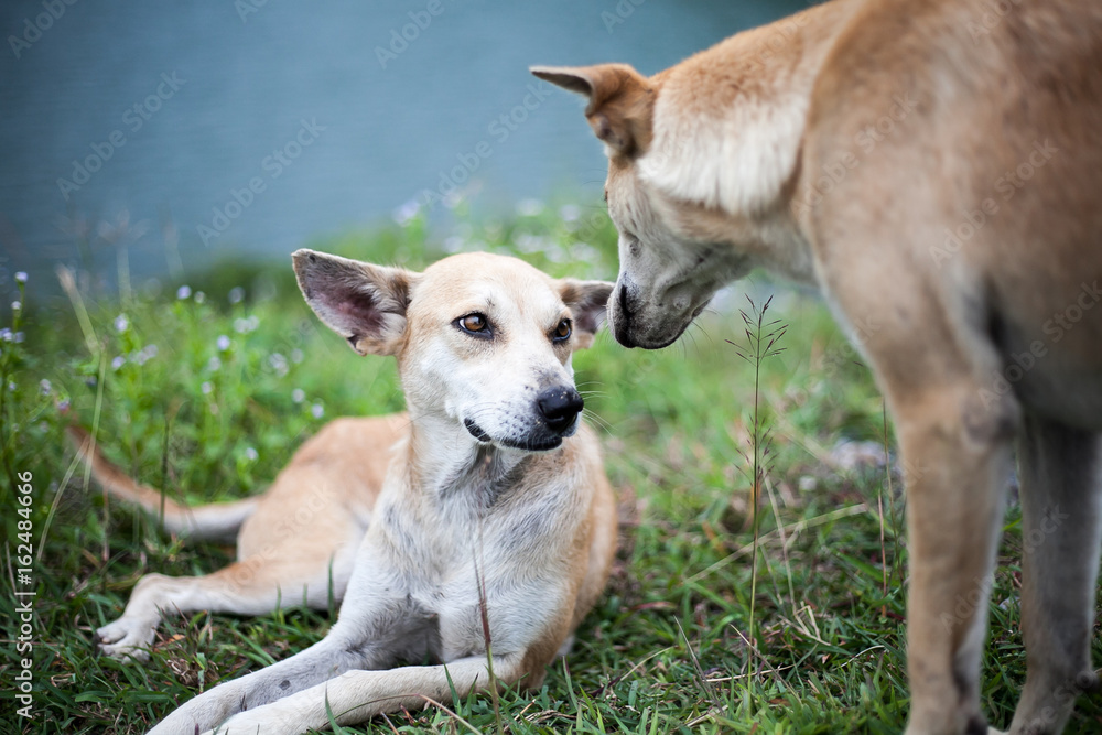 Two dog on green grass