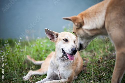 Two dog on green grass