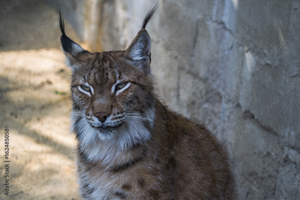 Fototapeta premium Portrait of a young lynx at the zoo