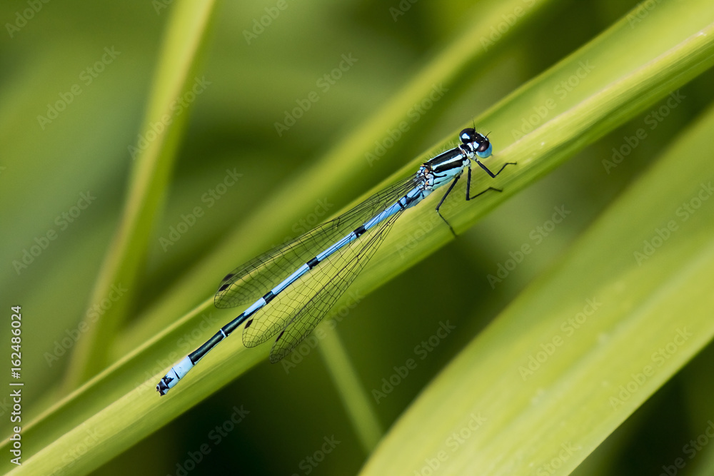 Azure Blue Damsel fly Azure Blue Damsel fly