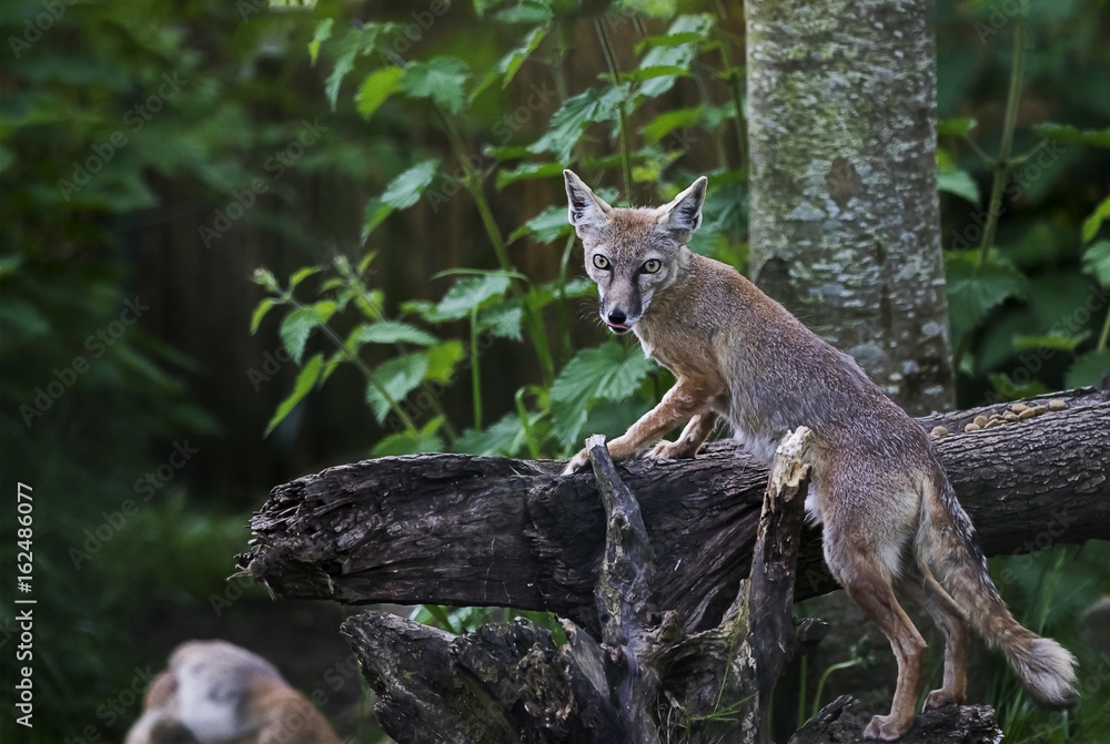 Obraz premium Fennec Fox on a Log