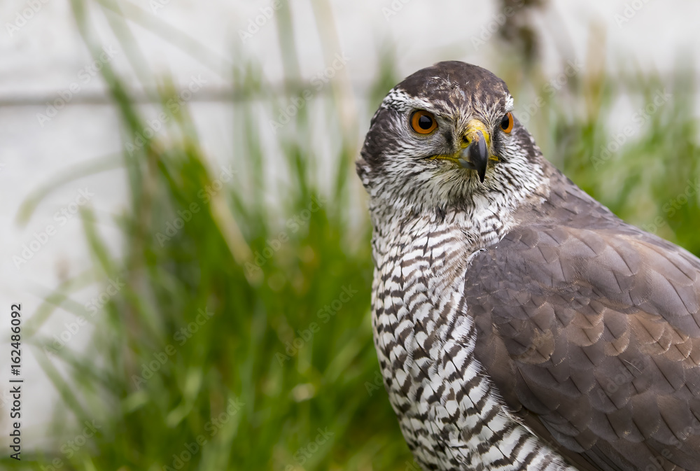 Goshawk Stare Goshawk Stare