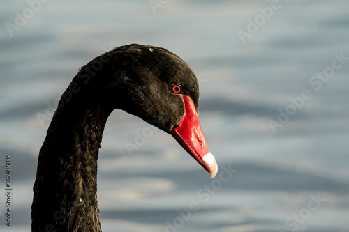 Photography Black Swan