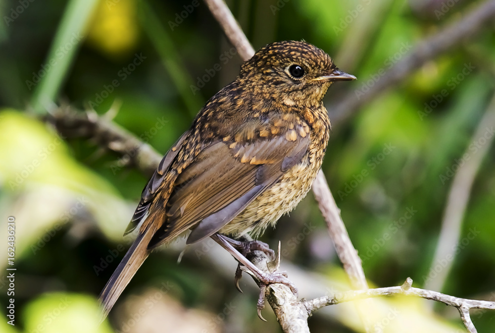 Robin Chick Robin Chick