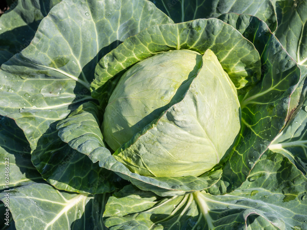 Obraz premium Weißkohle im Garten