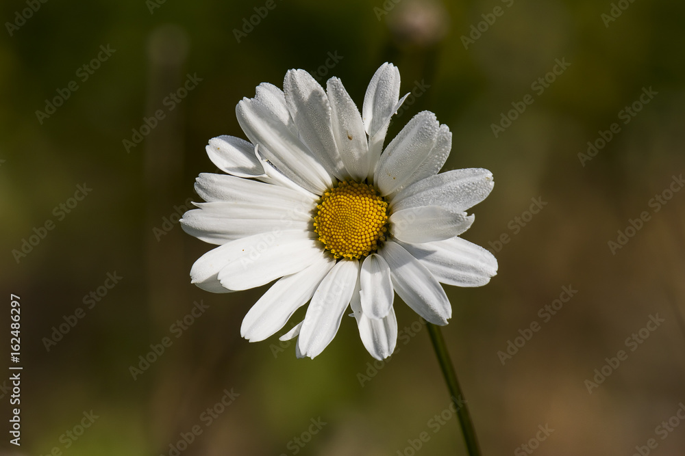 Obraz premium Wild daisy in Morning Dew