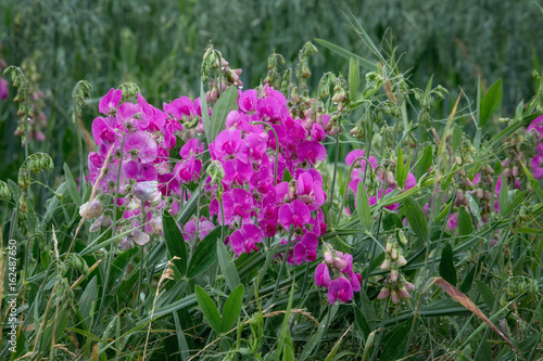 NATUR - Breitblättrige Platterbse (Lathyrus latifolius) am Wegrand