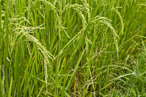 Jasmine Rice field