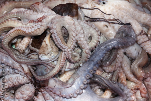 Fresh Octopus / Zanzibar Island, Tanzania, Indian Ocean, Africa © sarlay