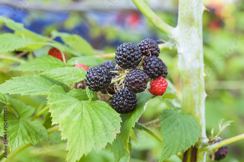 Black raspberry of berries ripening