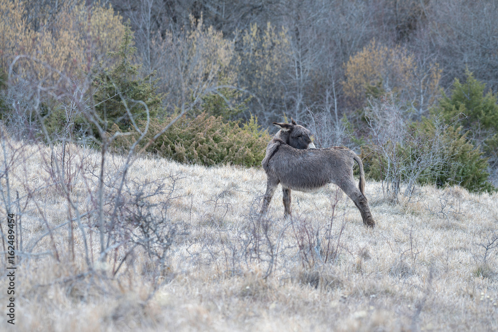 Naklejka premium Abruzzo, donkey