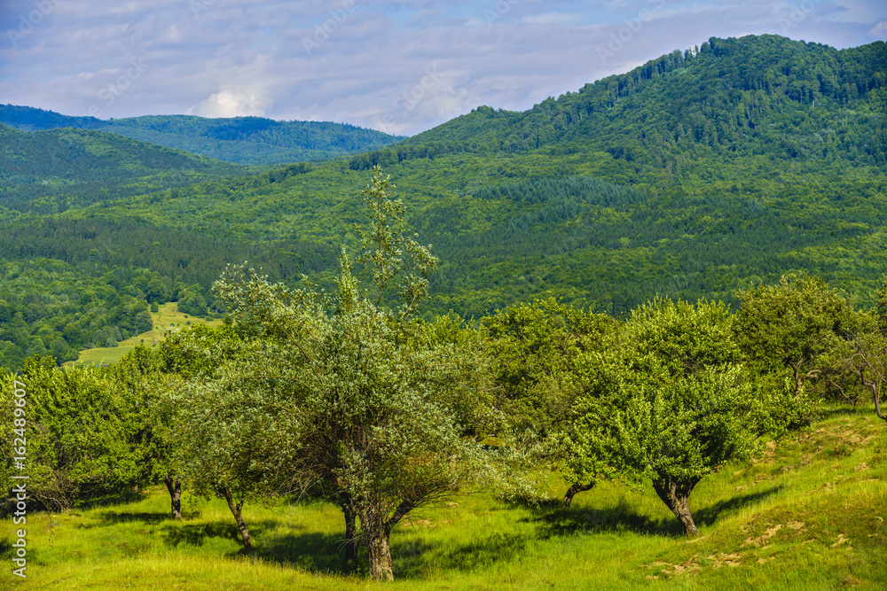 Idyllic landscape with trees and grass on a mountain