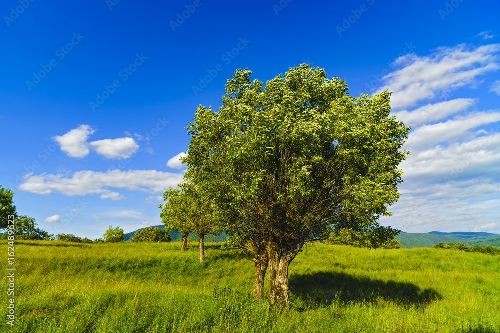 Fototapeta premium Idyllic landscape with trees and grass on a mountain