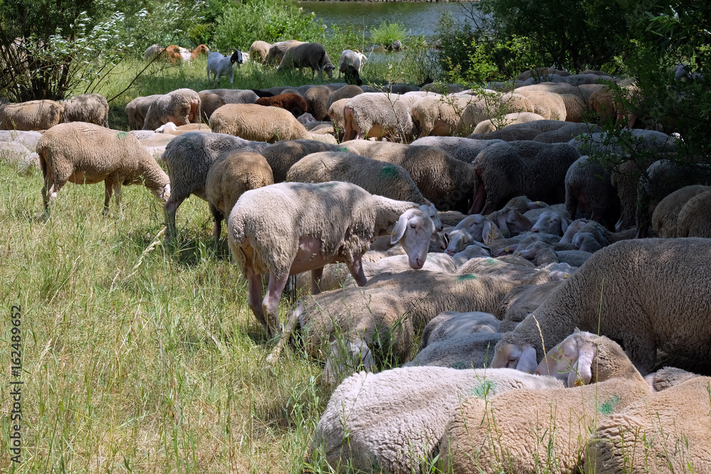 Obraz premium Schafsherde
