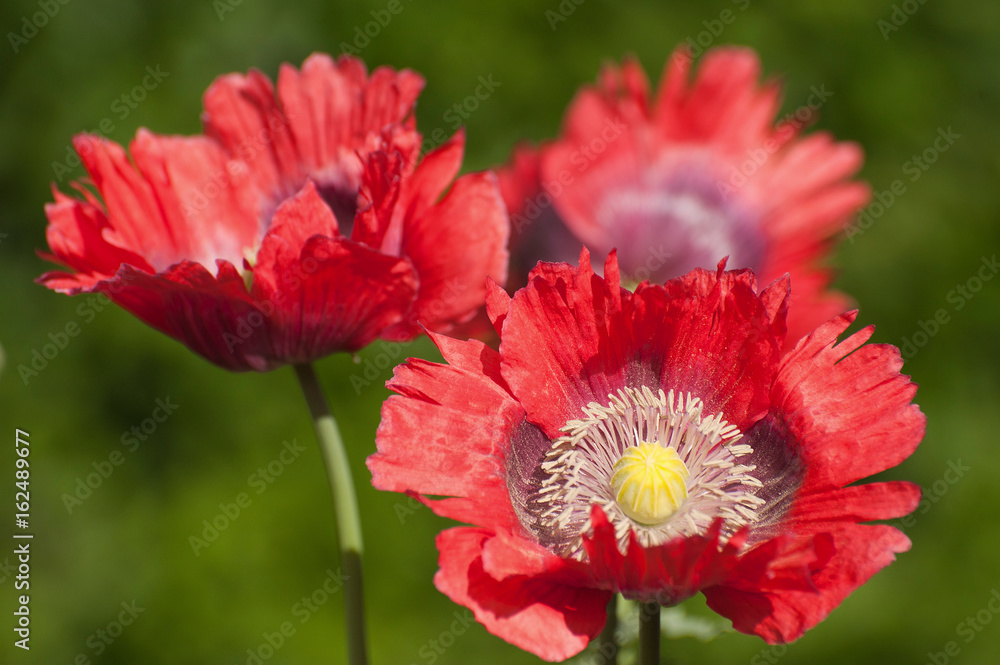 Mohnblumen Mohnblumen
