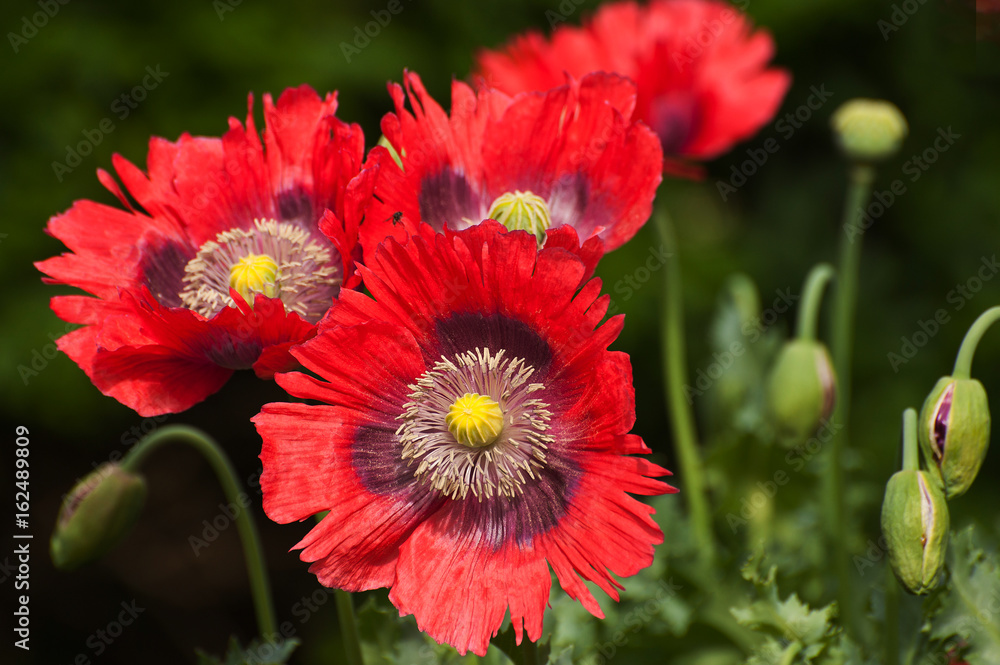 Obraz premium Mohnblumen