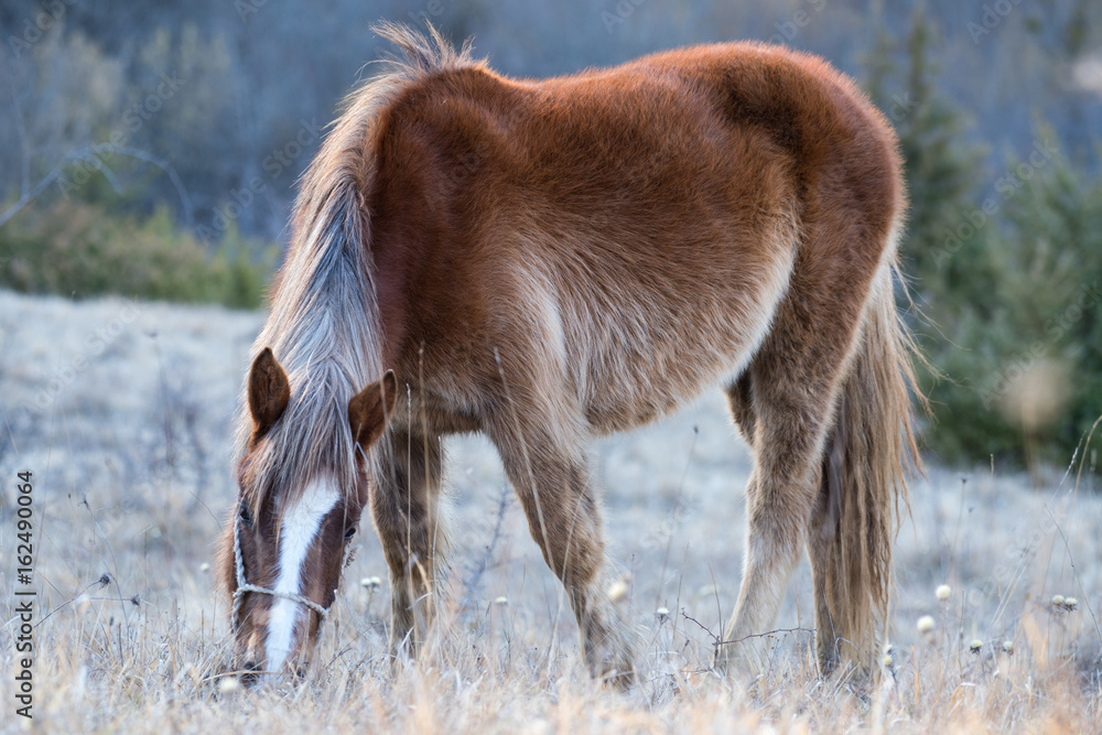 Fototapeta premium Abruzzo, horse