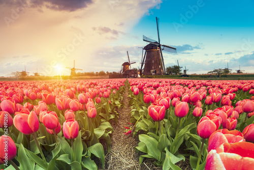 Majestic dawn over beautiful field of tulip flowers and windmill, traditional Holland landscape #162491286