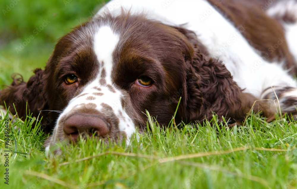 Cute English Springer Spaniel lying on the the green grass in su