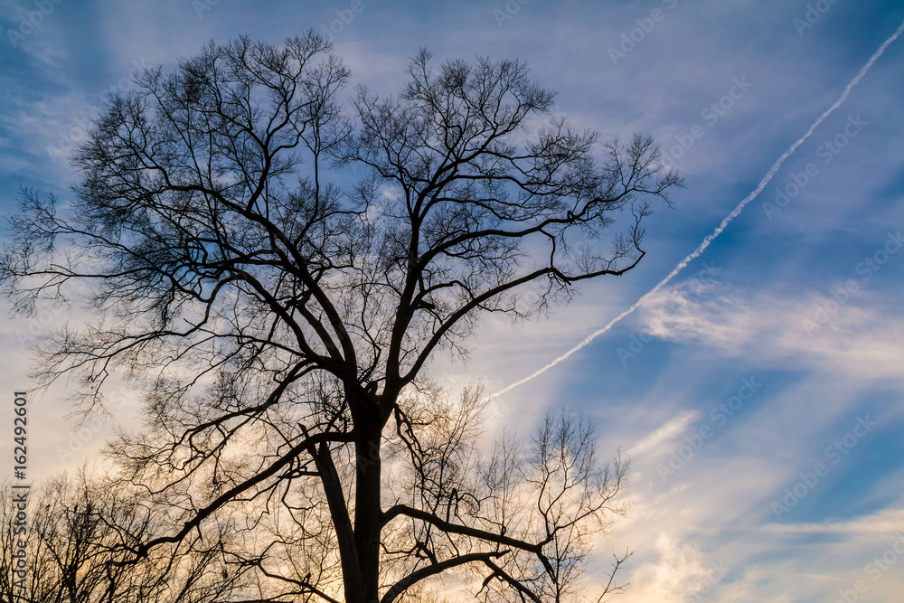 A tree with bare branches on the background of the cloudy sky with contrail A tree with bare branches on the background of the cloudy sky with contrail