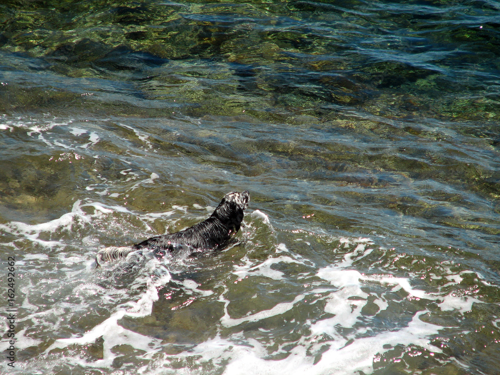 Fototapeta premium The dog is cooled in the sea