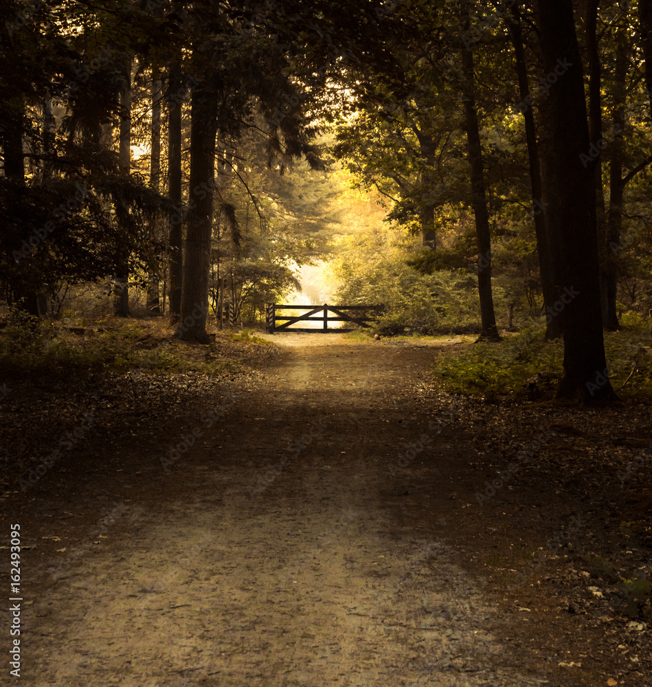 Obraz premium soothing landscape of path in the forest with litttle wooden gate in sunset