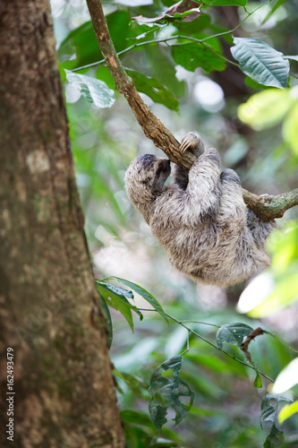 Fototapeta Naklejka Na Ścianę i Meble -  Sloth in Quepos, Costa Rica
