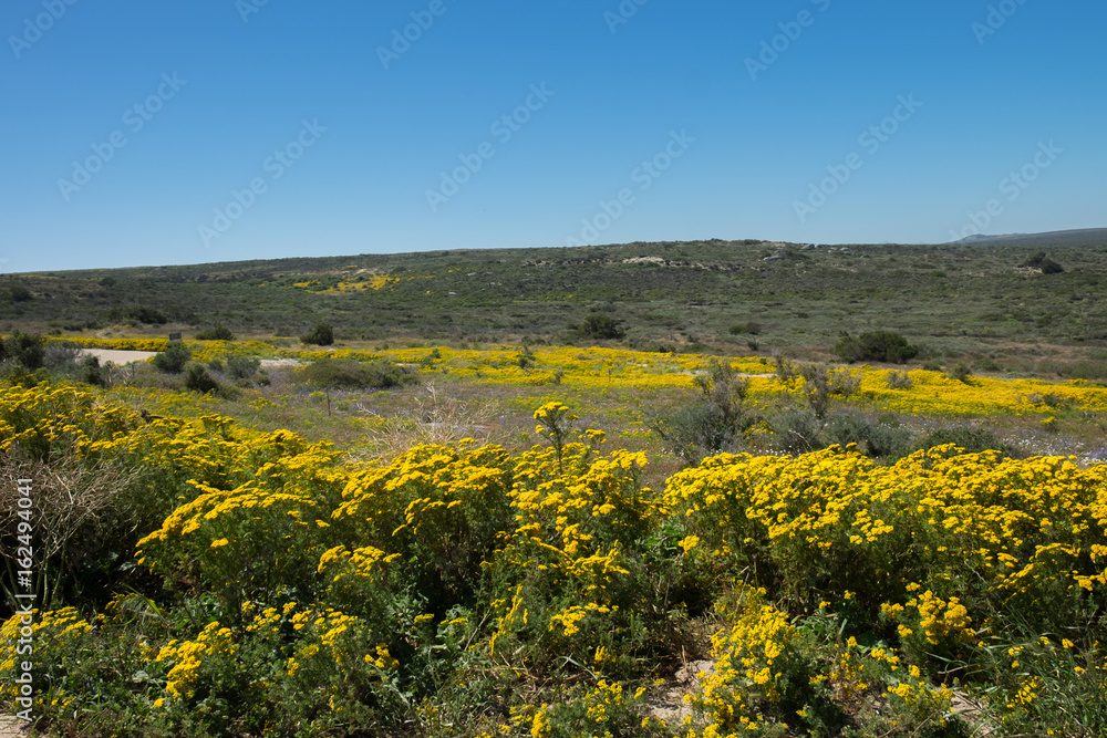 Meadow of flowers on the West Coast of South Africa