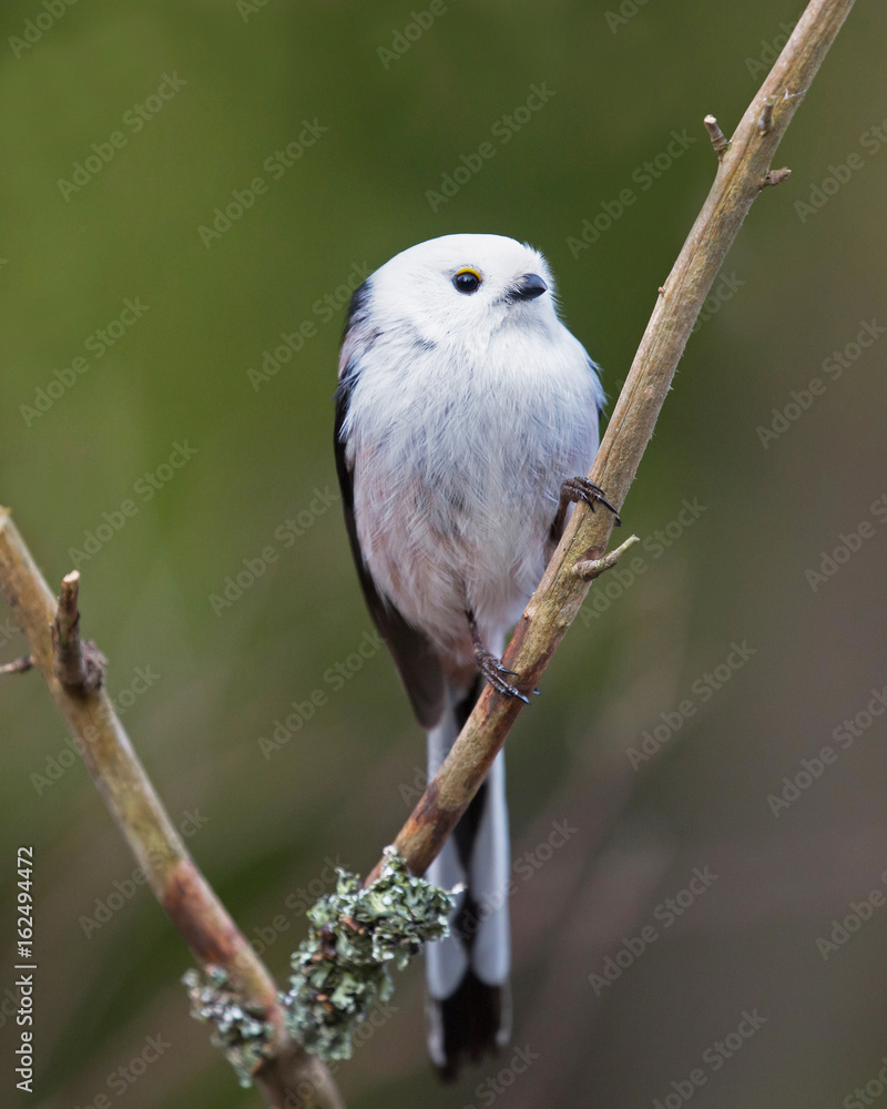 Naklejka premium Long tailed tit (Aegithalos caudatus).