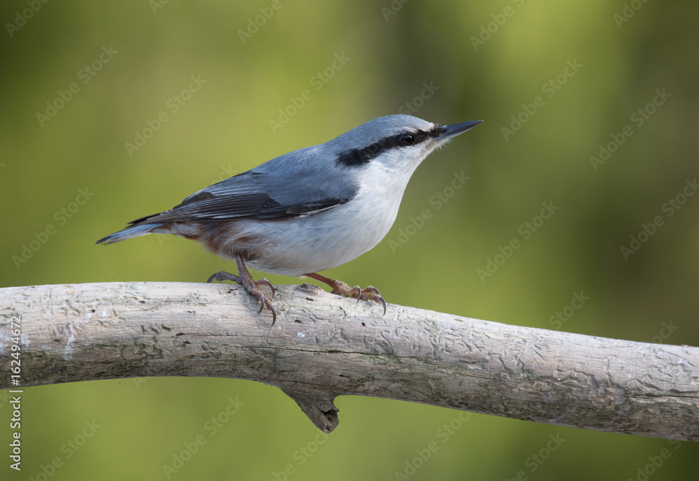 Eurasian nuthatch (Sitta europaea). Eurasian nuthatch (Sitta europaea).