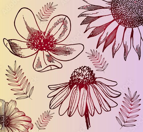 vegetation. Color sketch of wildflowers and plant leaves. Red gradient