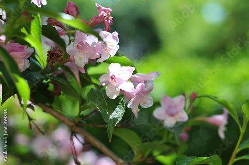 Weigela florida - Krzewuszka cudowna photo