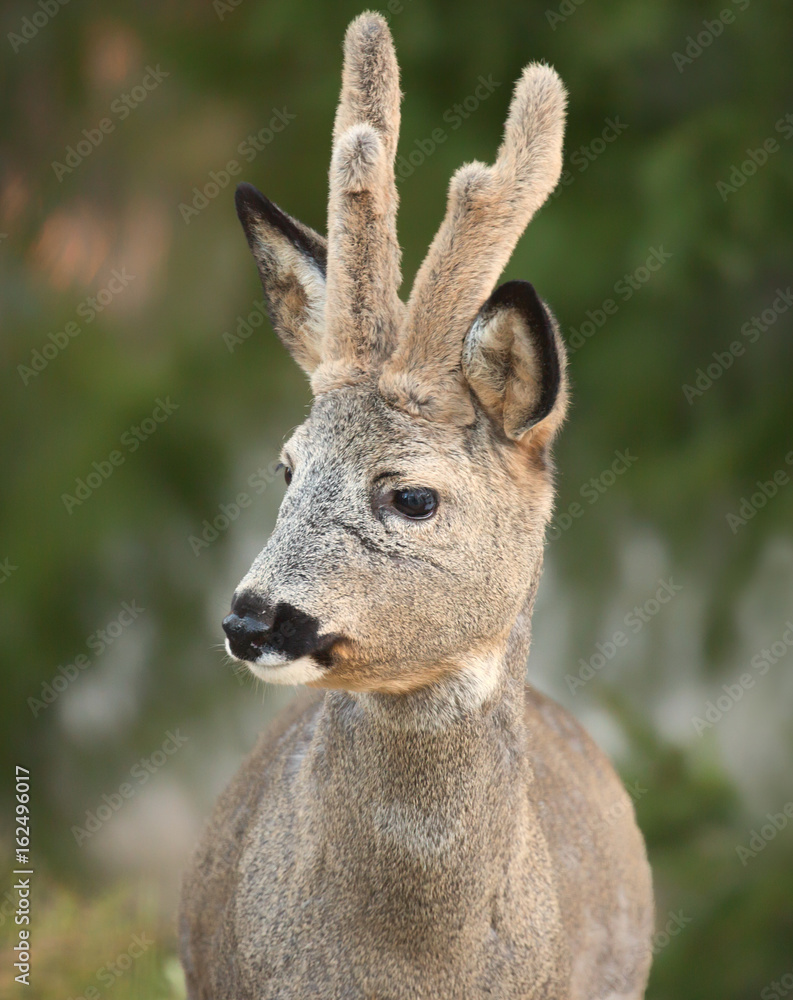 Deer in winter with winter horns left. (Capreolus capreolus). Deer in forest environment. Deer in winter with winter horns left. (Capreolus capreolus). Deer in forest environment.