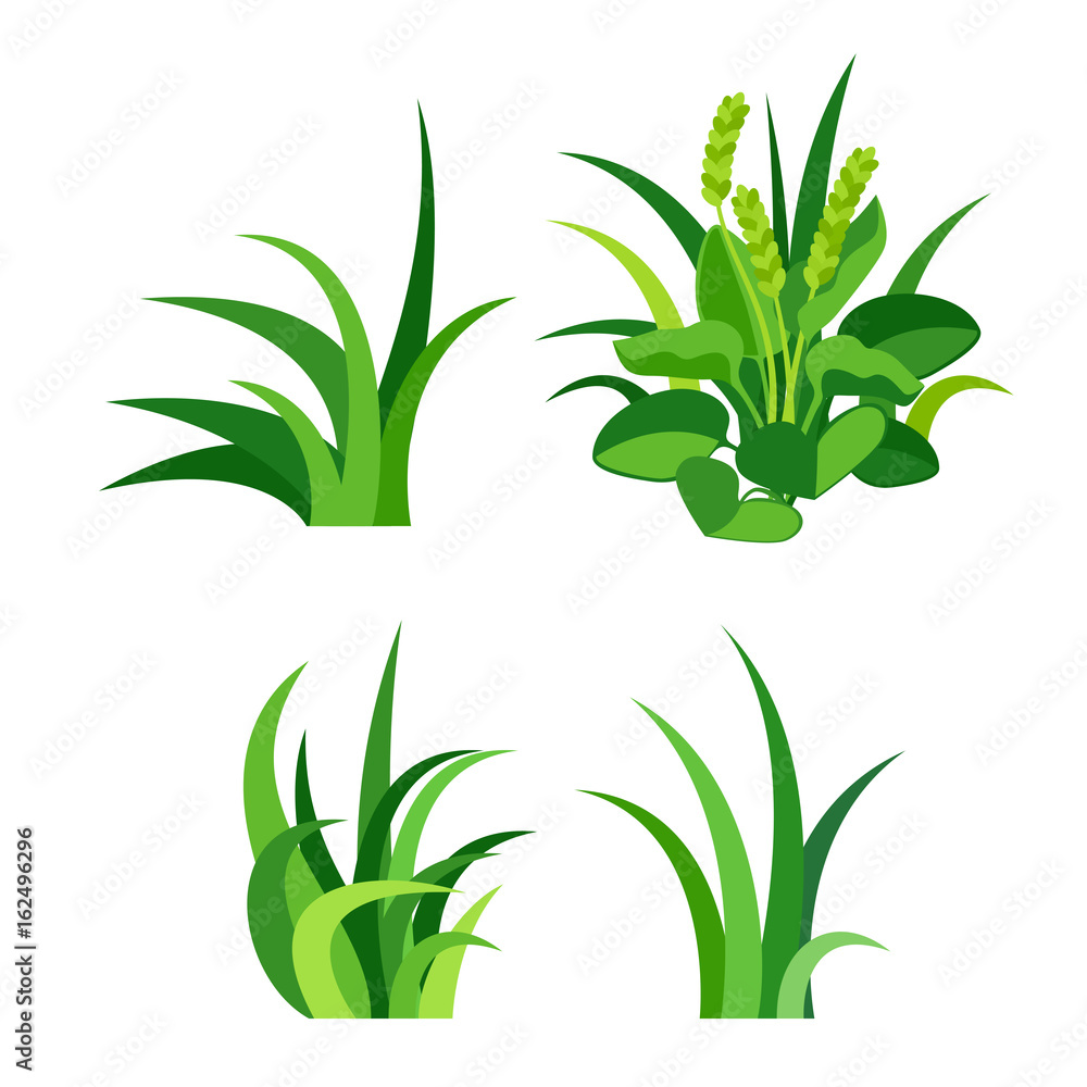 Fototapeta premium Green grass nature design elements vector illustration isolated grow agriculture nature background